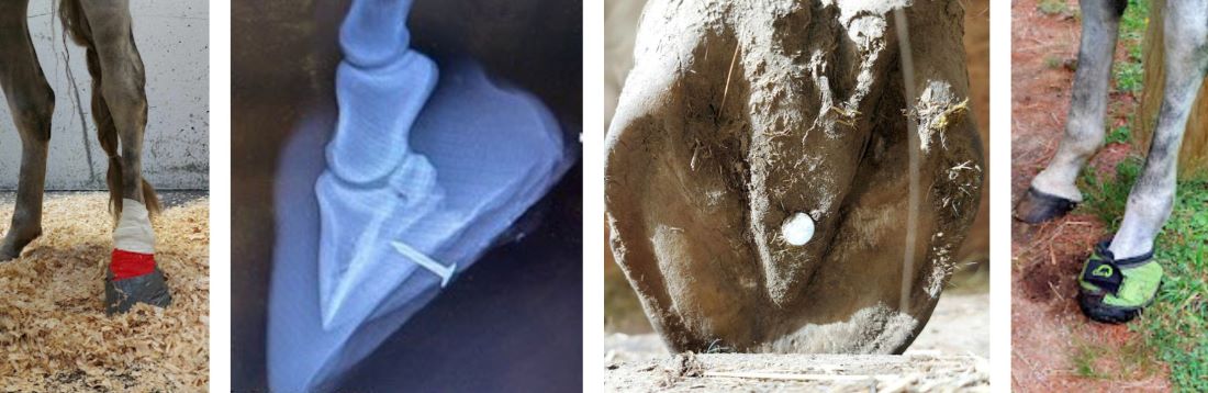 Using Cavallo Boots for Nail puncture wound in horse hoof