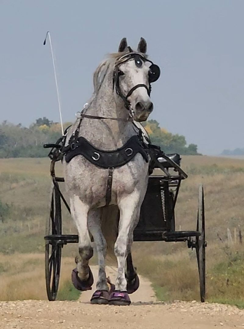 https://cavallo-inc.com/wp-content/uploads/2023/09/Purple-Trek-Horse-Hoof-Boots-driving-on-gravel.jpg