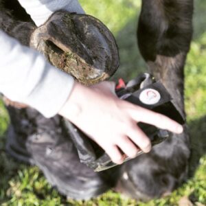 Cavallo Hoof Boots are easy to put on - barefoot or shod hooves