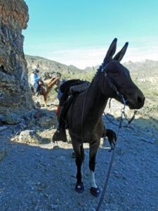 Mule wearing Cavallo Hoof Boots