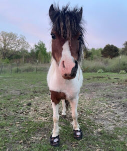 Minnie - mini horse with Laminitis helped by Cavallo CLB Hoof Boots