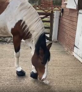 Bigwig the horse heals from Laminitis with the help of Cavallo Hoof Boots