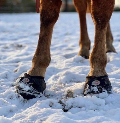 Using Cavallo Hoof Boots to ease Winter Laminitis