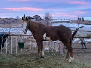 Koda, a rescue horse at Cito's Rescue wearing donated Cavallo Hoof Boots