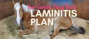 Your Cavallo Hoof Boots Laminitis Plan