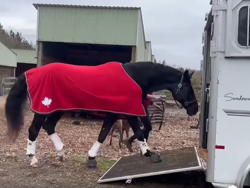 Canadian Paralympic Team member WJ Noni Hartvikson's horse in Cavallo Hoof Boots
