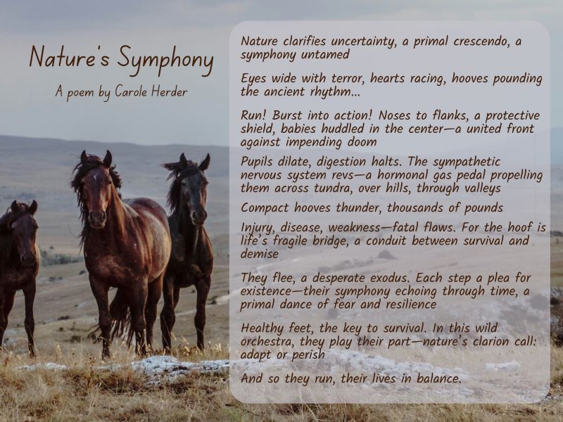 Poem about wild horses by Carole Herder