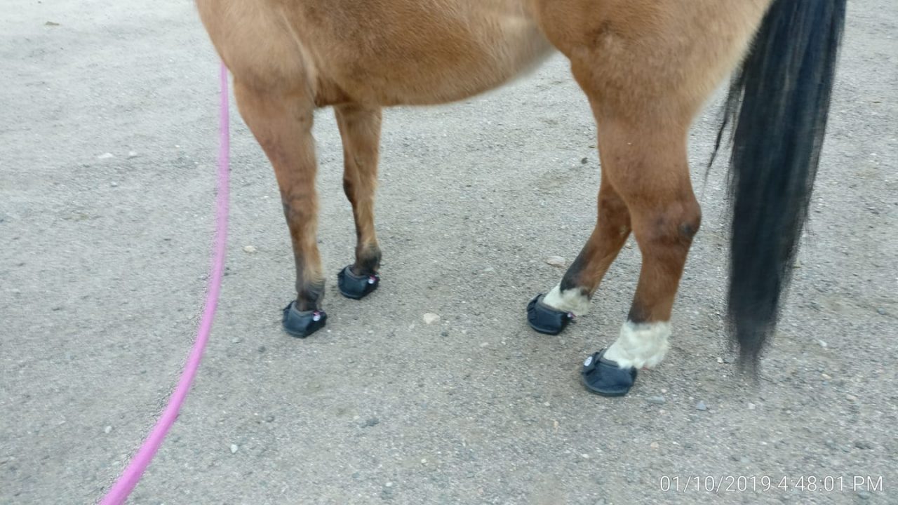 Horse wearing Cavallo hoof boots, showcasing equine footwear for trail protection and hoof care.