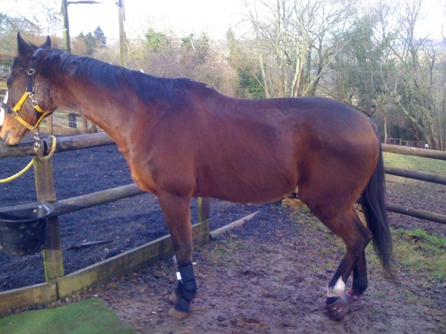 Horse wearing Cavallo hoof boots in a paddock, showcasing equine hoof care and protective horse gear.