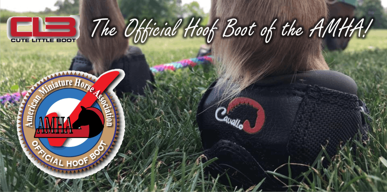 Cavallo hoof boots on miniature horse, official AMHA gear, equine care, Cute Little Boot for horses.