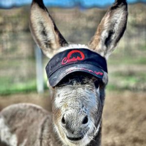 Donkey wearing Cavallo Horse & Rider cap, promoting Cavallo hoof boots and equine gear.