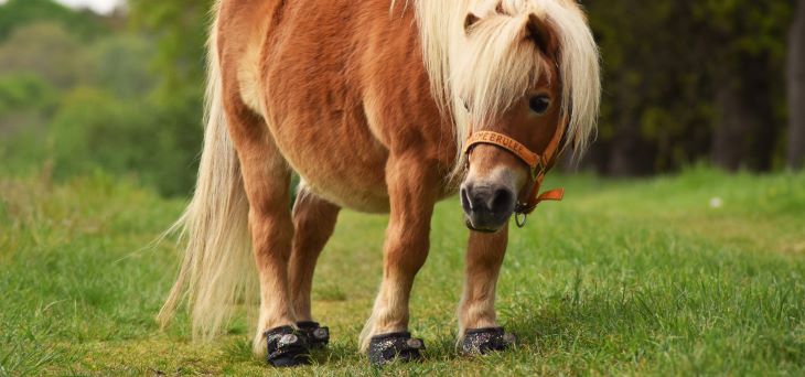 Miniature horse wearing Cavallo hoof boots, showcasing equine gear for hoof protection on grassy field.