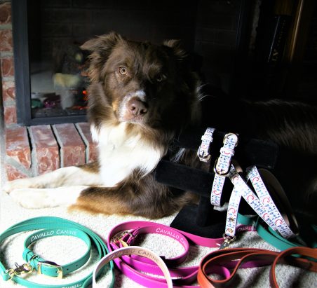 Dog beside colorful Cavallo Canine gear, showcasing quality pet products, in front of a fireplace.