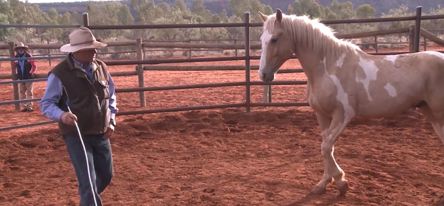 Horse training in round pen, ideal for Cavallo hoof boots and equine gear safety.