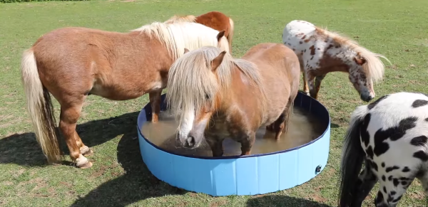 Ponies cooling off in a paddling pool, ideal for learning how Cavallo hoof boots benefit equine care and comfort.