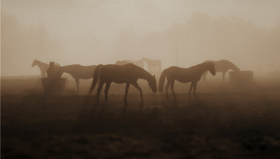 Horses in a foggy pasture, highlighting Cavallo hoof boots and quality equine care gear for optimal horse protection.
