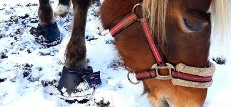 Horse wearing Cavallo hoof boots in snowy terrain, showcasing durable equine gear for optimal hoof protection.