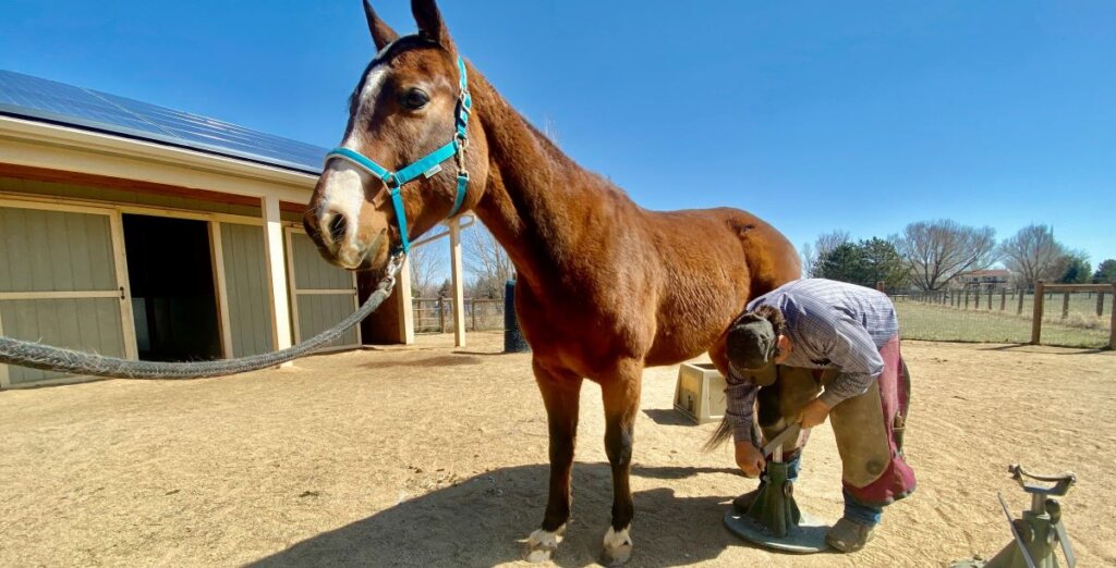 A farrier trimming the hoof of a bay horse standing in a sunny paddock