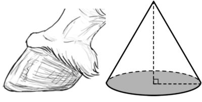 Illustration of horse hoof anatomy and a cone shape, useful for Cavallo hoof boots fitting and equine care education.