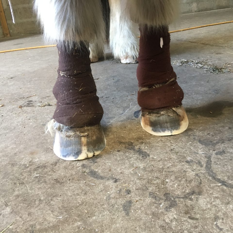Horse hooves wrapped for protection, awaiting Cavallo hoof boots for enhanced equine care and comfort.
