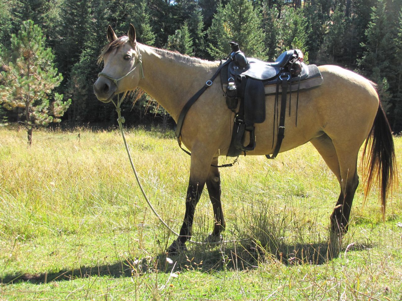 Horse in field with saddle, showcasing equine gear, ideal for pairing with Cavallo hoof boots for optimal horse care.