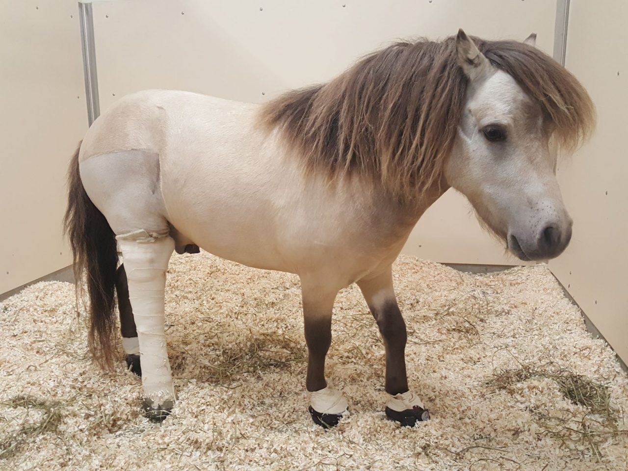Miniature horse with bandaged leg and protective hoof boots for injury recovery in stable bedding.