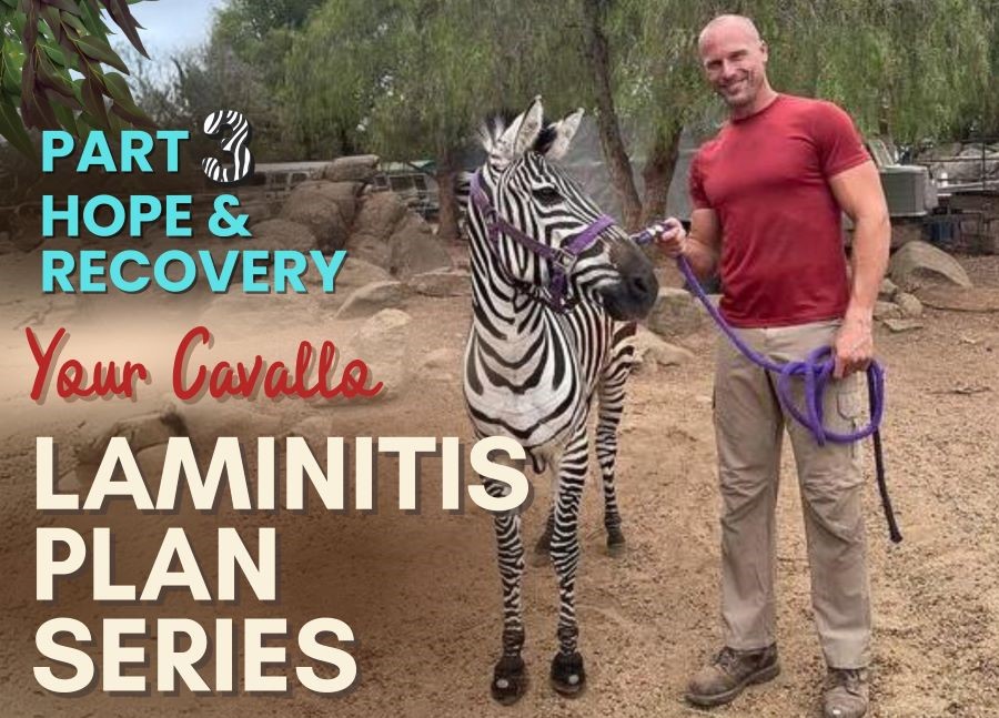 Man holding a zebra wearing hoof boots, promoting Cavallo in a laminitis recovery plan series.