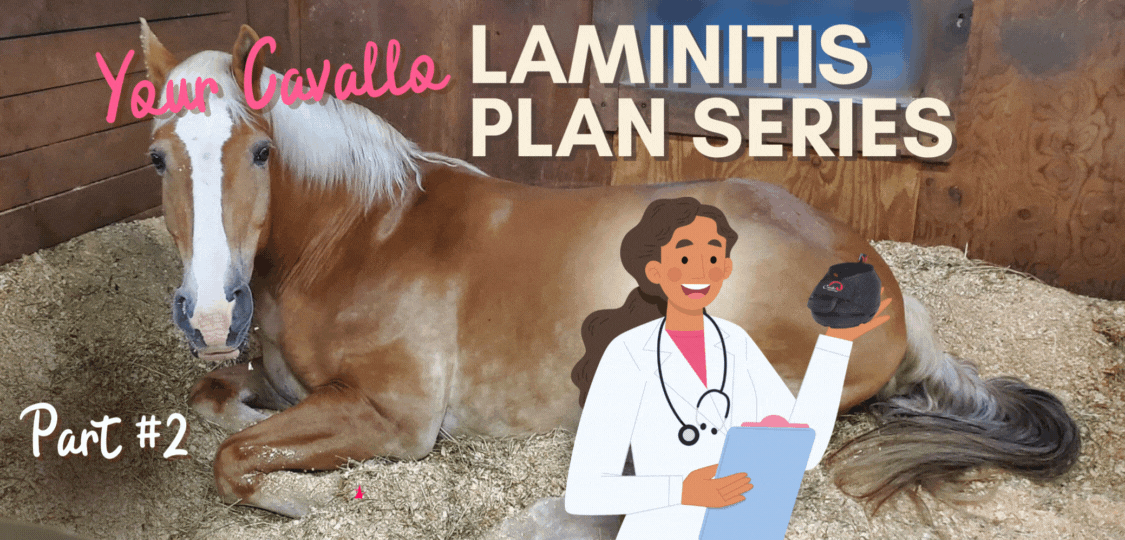 Horse with Cavallo hoof boots, highlighting laminitis care in an educational plan series with expert advice.