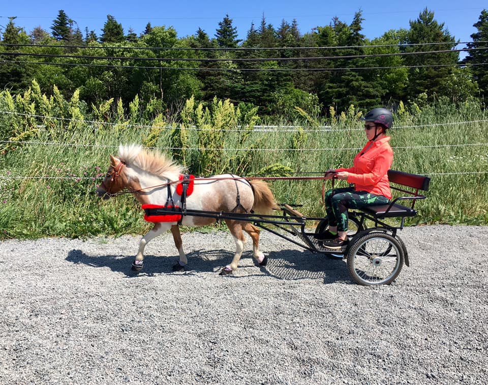 Mini horse pulling cart with rider, wearing Cavallo hoof boots for equine comfort and support on gravel path.