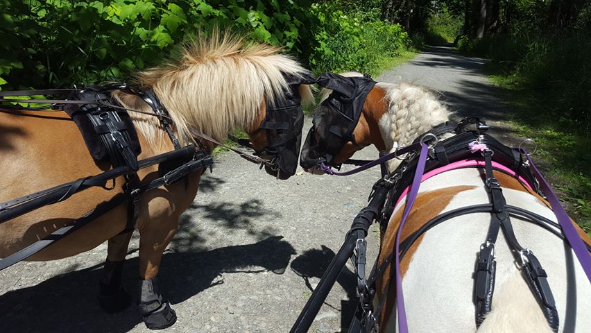Ponies in harness wearing fly masks on a shaded trail. Ideal for showcasing Cavallo hoof boots and equine care gear.