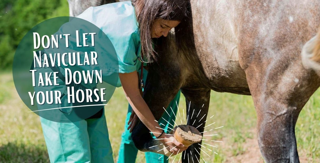 Vet examining horse hoof for navicular disease; consider Cavallo hoof boots for protection.
