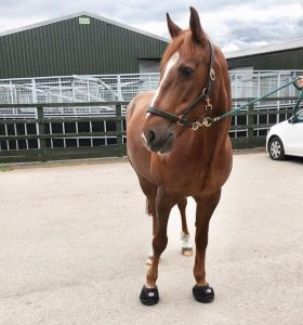 Chestnut horse wearing Cavallo hoof boots, showcasing durable equine gear outside a stable.