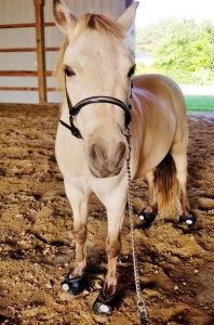 Pony wearing Cavallo hoof boots in barn, standing on sandy floor, showcasing equine gear for comfort and protection.