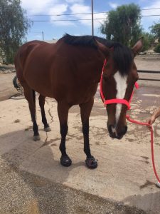 Horse wearing Cavallo hoof boots and red halter, standing on a wet pavement.