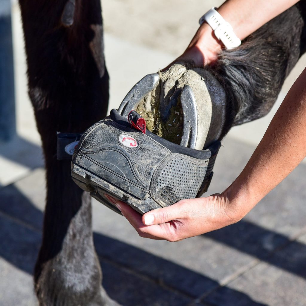 Inserting Cavallo hoof boot on horse for better protection and comfort in equine care.