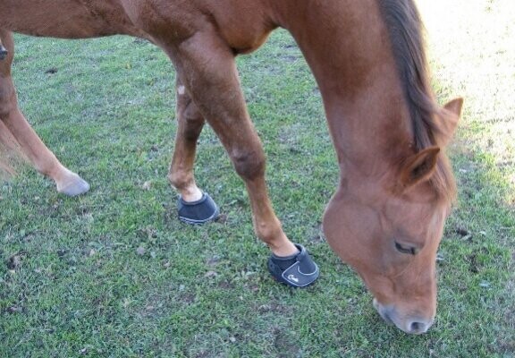 A horse grazing in long grass, fitted with hoof boots