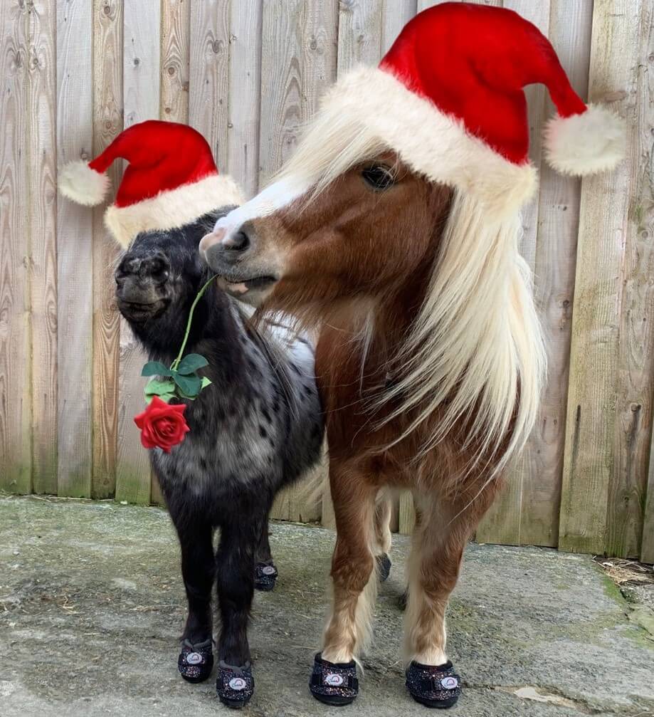 Ponies in festive hats wearing Cavallo hoof boots, promoting equine gear and horse care.