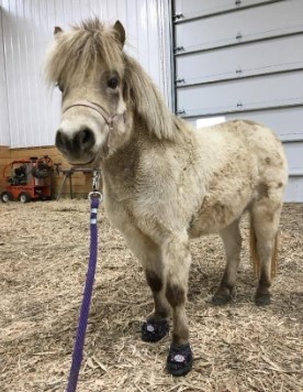 Mini horse wearing Cavallo hoof boots in a barn, showcasing equine gear for horse hoof protection and care.