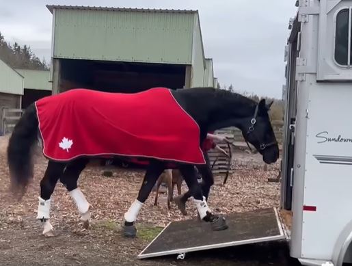 Black horse with Cavallo hoof boots and red blanket walks into trailer, showcasing equine gear and care.