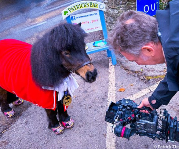 Patrick the Pony Mayor of Cockington UK