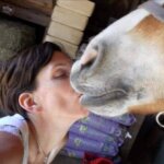 Shut the Door Farm Rescue
