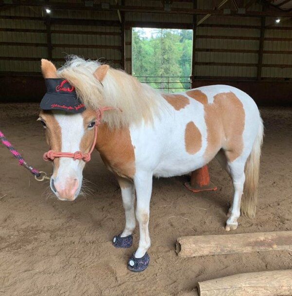 Pony wearing Cavallo hoof boots and cap in indoor arena, highlighting equine comfort and protective gear.