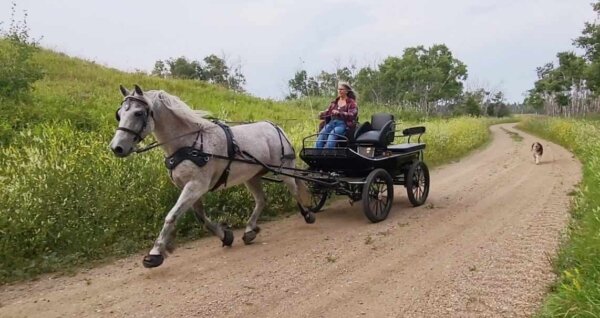 Gray horse pulling carriage, wearing Cavallo hoof boots on a dirt trail, with rider and dog. Perfect for equine gear needs.