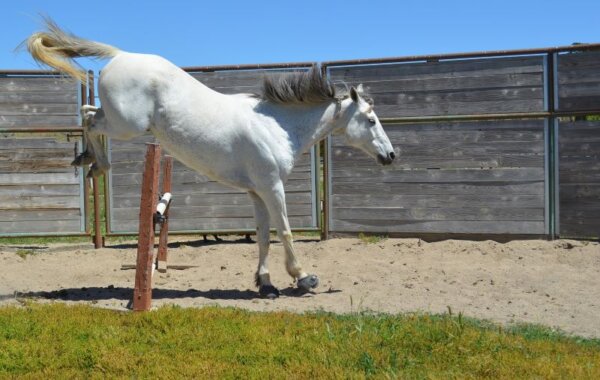 White horse wearing Cavallo hoof boots jumping in a fenced arena, showcasing equine gear and mobility.