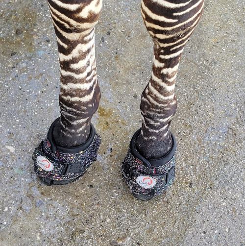 Zebra wearing Cavallo hoof boots, ideal equine gear for traction and protection, enhancing horse care and comfort.