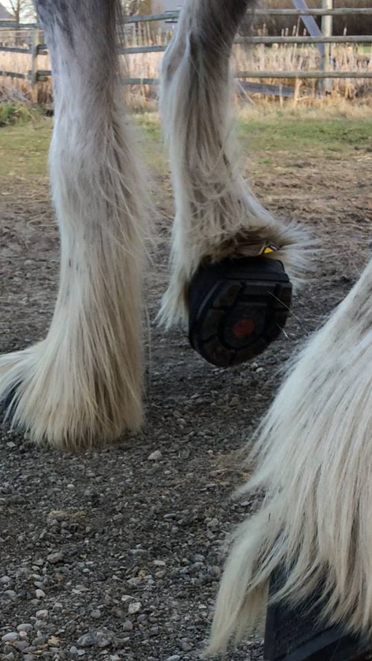 Horse wearing Cavallo hoof boots on a gravel path, showcasing sturdy equine gear for hoof protection.