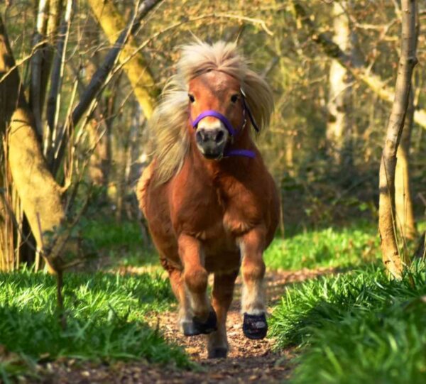 Pony wearing Cavallo hoof boots gallops down a forest trail, showcasing durable equine gear for superior hoof protection.