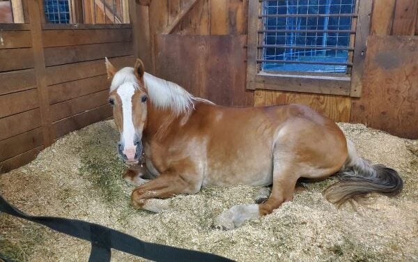 Draft horse with Laminitis - BEFORE using Cavallo Boots