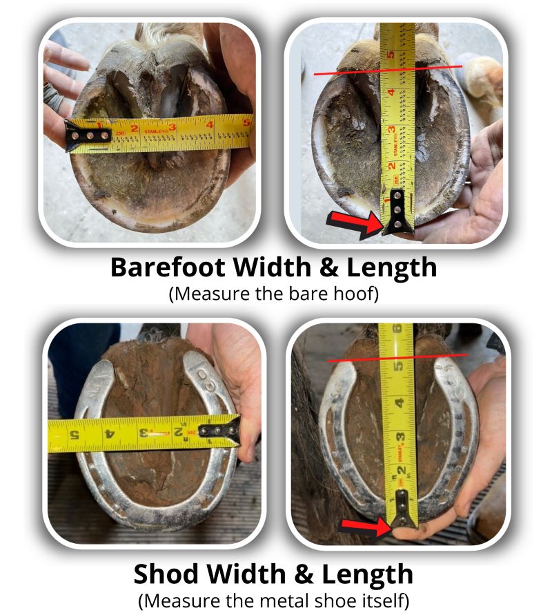 How to Take Measurement Photos for Cavallo horse hoof boots