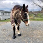 Horse wearing Cavallo hoof boots for enhanced protection and comfort, standing outdoors with barn in background.
